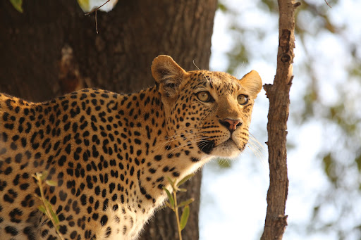 Okavango Delta