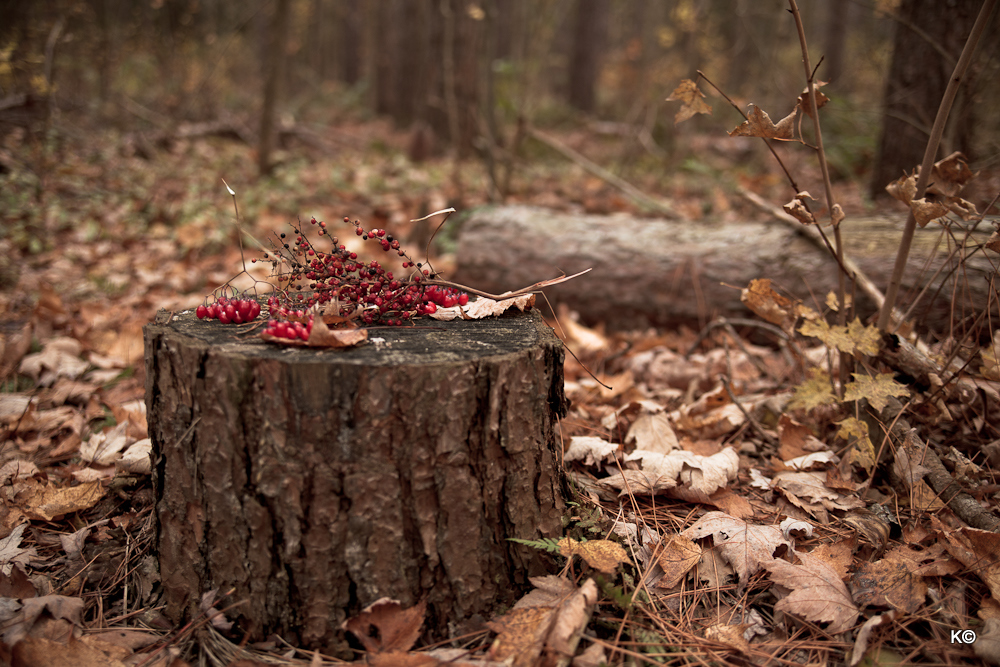 IMAGE: https://lh5.googleusercontent.com/-W5QTNfO8yLs/TrL0wjVskcI/AAAAAAAAYJk/8F0gC8qTM2E/s1000/_MG_8024.JPG