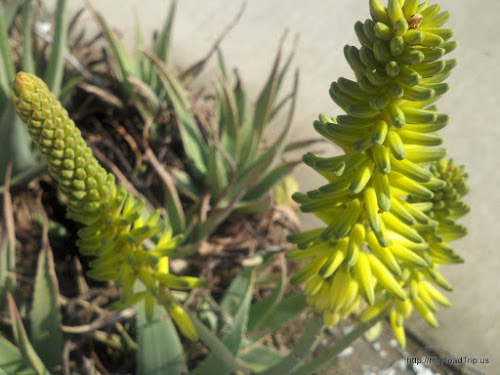Aloe bloom. Picture.