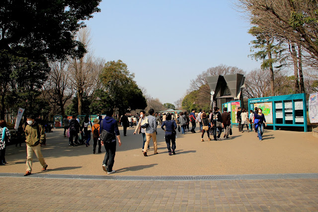 日本 東京 上野公園 櫻花