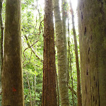 Tall forest in Wallis Creek Valley (359924)