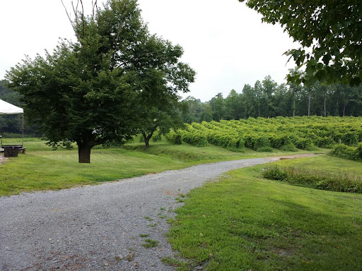 Winery «Cartecay Vineyards», reviews and photos, 5704 Clear Creek Rd, Ellijay, GA 30536, USA