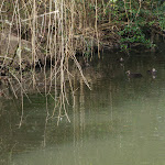 Ducks in pond (60386)