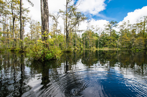 Cypress Gardens