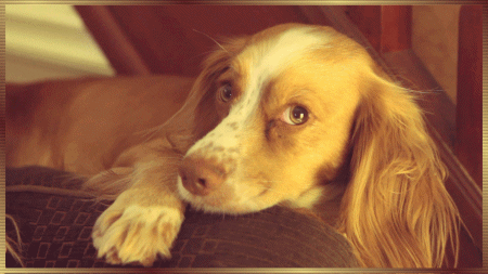 Gif de cachorro Gif de cachorro