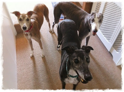 The 3 greyhounds eagerly await their Joint Care+ Treat