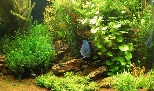 Aquarium en Aquascaping de 800 litres - Page 6 Aquarium-aquascaping_discus__0123%252520%25255B800x600%25255D