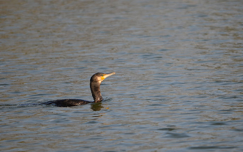 Cormoran(s) D7K_7746