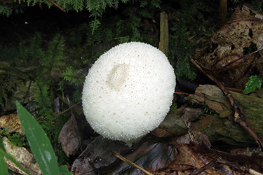 Cementerio de Arlington- Parque Nacional de Shenandoah - Costa este de EEUU: 3250 millas de Boston a los Cayos de Florida (14)