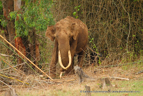 Its breakfast time for this tusker at Nagarhole National Park