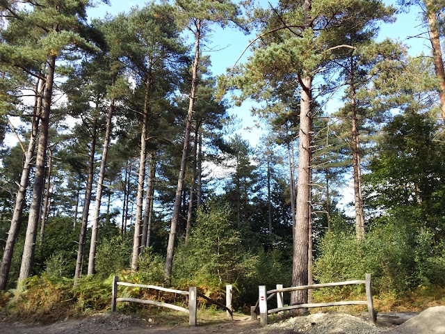 Bedgebury Pinetum