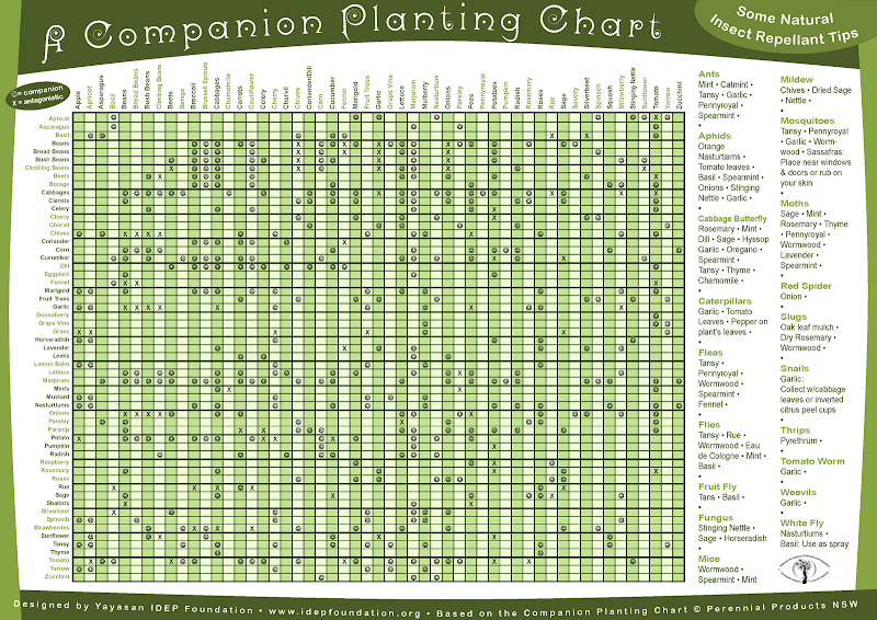 Companion Planting - Square Foot Gardening Printable Companion Planting Chart