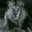 Serengeti Lion's user avatar