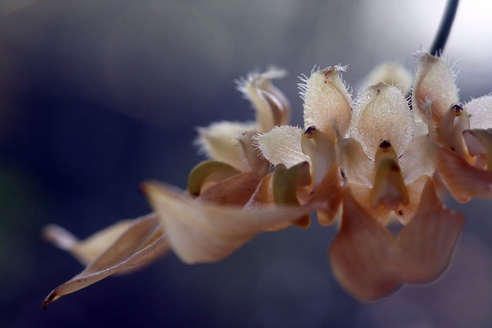 Bulbophyllum annandalei flava Photo