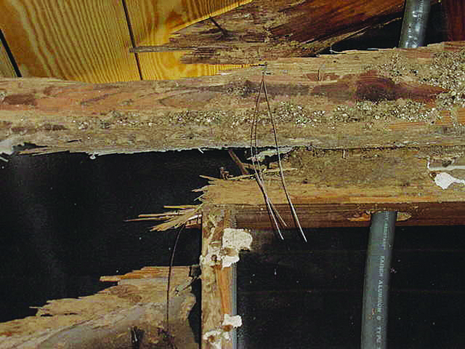 What Does Termite Damage Look Like? 