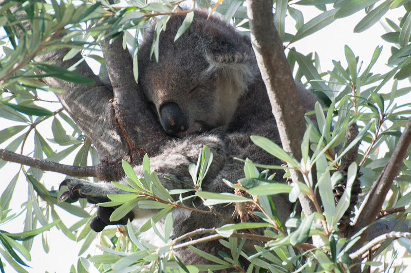 Misc Nature Photo's Thread Koala2013-3