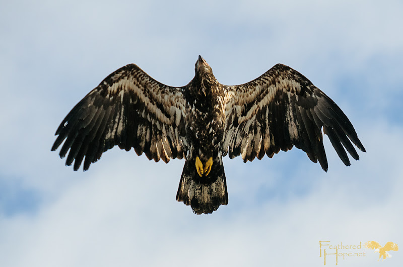 With repeated passes above the crowd, this just released immature bald eagle seems to be offering its thanks to Marge Gibson and the staff of REGI for its second chance at life.
