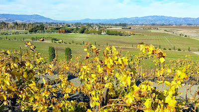 A look at Viansa Winery grounds