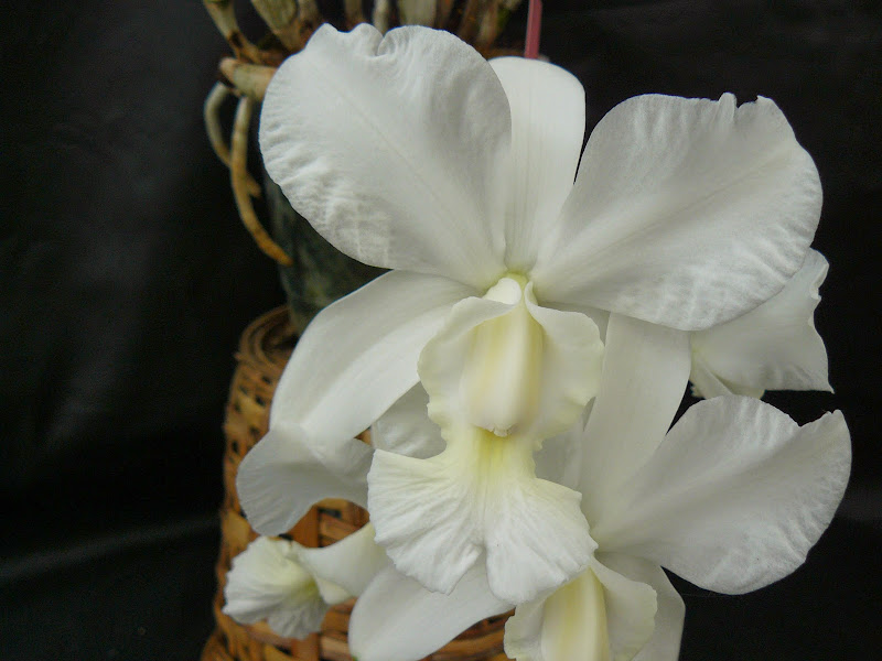 Cattleya walkeriana f. alba x Cattleya dolosa f. alba P1040243