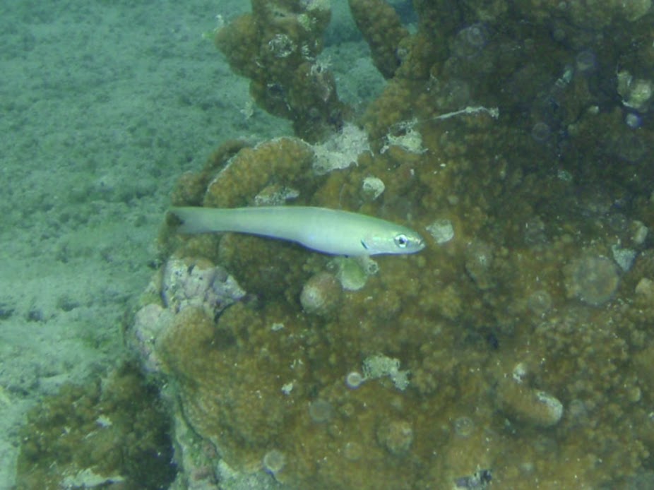 Pterelerotis microlepis (Pearly Dartfish), Aitutaki.