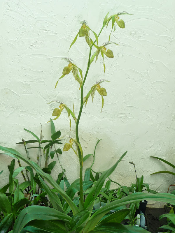 Paphiopedilum kolopakingii f. topperii P1190576