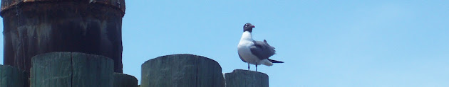 Cover photo