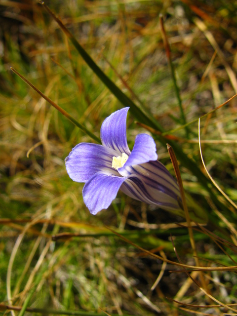 purple striped flower