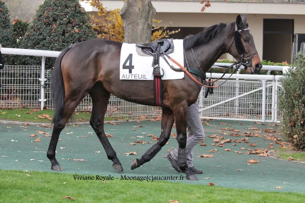 Photos Auteuil 23-11-2014  IMG_6215