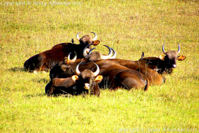 Bison's Periyar Wildlife Sanctuary
