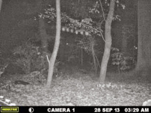 Light Anomalies Captured On Trail Cam