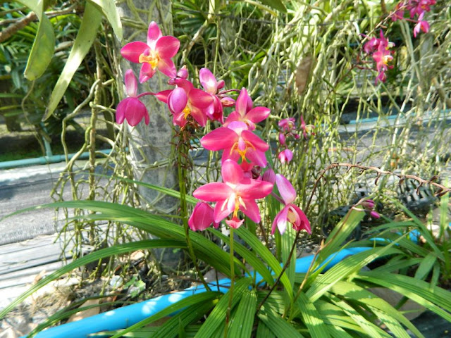 Орхидеи и прочая красота на о. Пхукет - Страница 17 DSCN0287