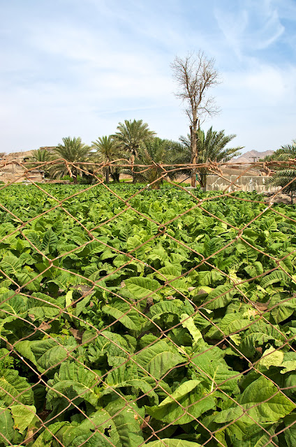 Cultivation in Hatta