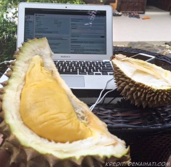 musim durian