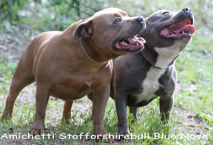 stafbull azul