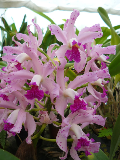 Cattleya amethystoglossa P1040134