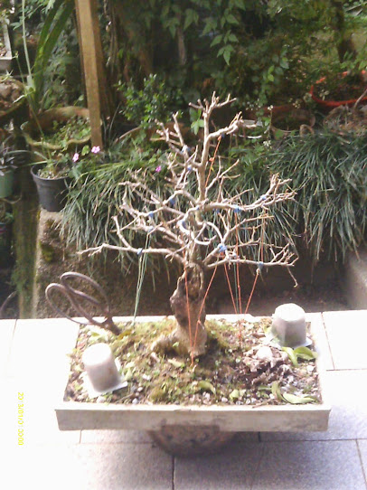 Ficus Benjamina... IMAG0338
