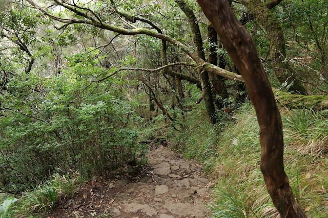 CÁMARA DE LOBOS, CABO GIRÃO, LEVADA DAS 25 FONTES Y RISCO - MADEIRA: JARDÍN BOTÁNICO CON VISTAS AL MAR (10)