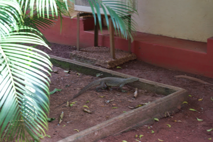 Шри-Ланка: на машине 1 100 км,  фото без комментариев, март-апрель 2013г.