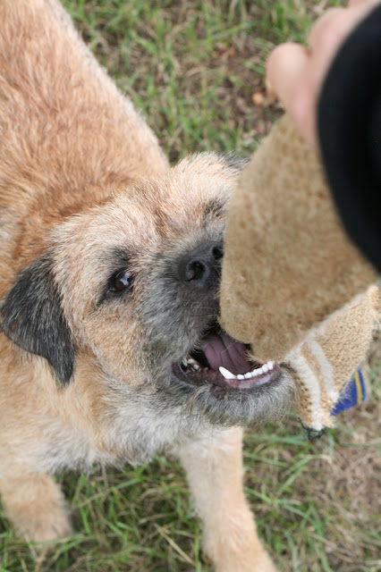 terrier - La meute (Border Terrier & Greyhound) IMG_1928