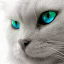 myrddincat's user avatar
