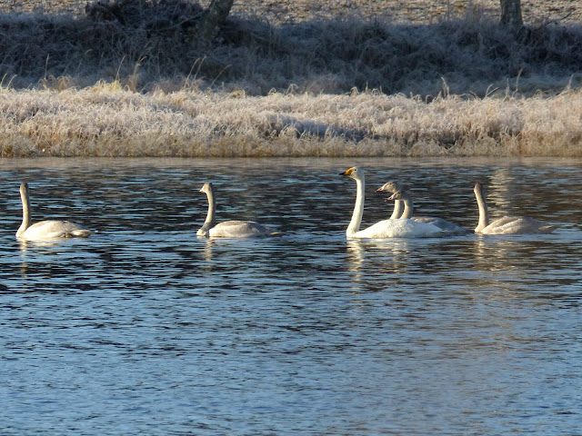 cygnes%2520turkansaari%2520053.jpg