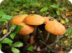 Лечение онкологии грибами и травами. Советы по питанию