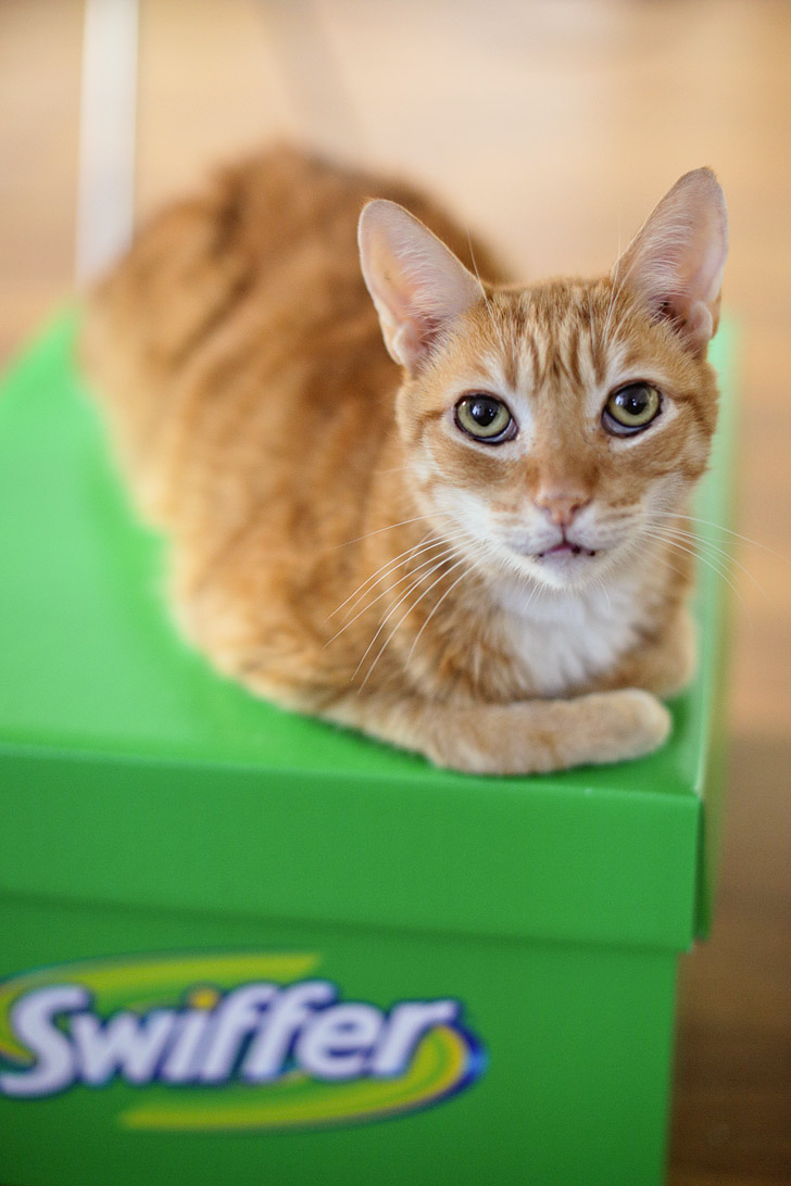 Our Orange Tabbies and National Pet Adoption Month.