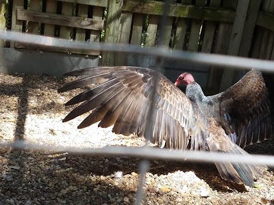Photos of Iowa Raptor Project