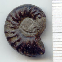 Grammoceras striatulum 1