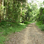 Walking along the Ourimbah Creek Road Trail (369364)