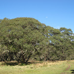 Grassy area lined with great trees