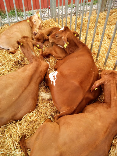 Roskilde Animal scene