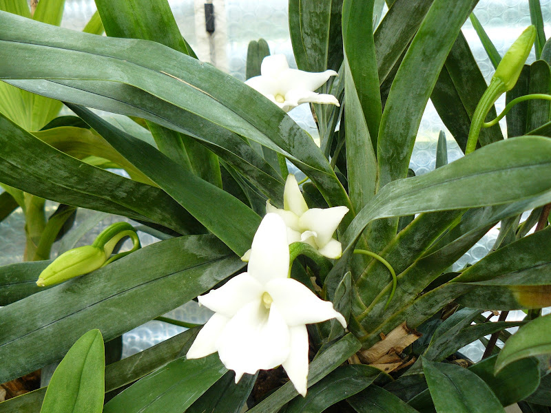 Angraecum magdalenae P1040601