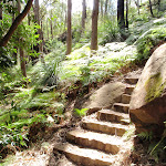 Steep section on the Rainforest walk (200821)